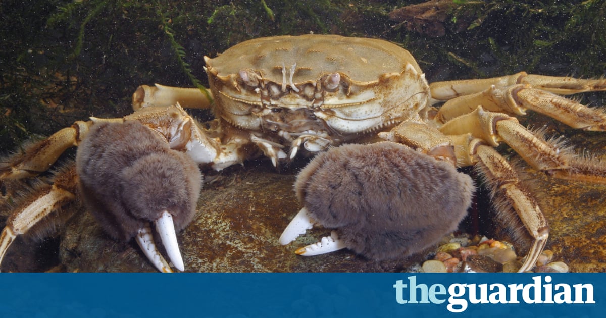 crab recipes guardian Chinese found crab in Invasive prompts Scotland mitten crab recipes guardian Chinese found crab in Invasive prompts Scotland mitten