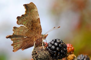 A Comma butterfly adds colour in the autumnal sunshine in the edges of woodland at Dunstable Downs on September 23, 2014 in Dunstable, England.