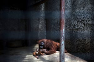 An orangutan mother and her baby lay on the concrete floor of their enclosure at the Pata Zoo on September 25, 2014 in Bangkok, Thailand.  Located on the 6th and 7th floors of the aging Pata Department Store, the Pata Zoo is being criticized by animal rights activists for having cramped, inadequate facilities. A recent campaign to free Bua Noi, the zoo's only gorilla, has received over 35,000 signatures and the chief of Thailand's Department of National Parks, Wildlife and Plant Conservation has agreed to meet with activists to discuss the matter.