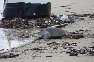 A turtle is seen next to debris on Medano beach before the possible arrival of Tropical Storm Polo in Cabo San Lucas, after Hurricane Odile hit Baja California September 20, 2014. Tropical storm Polo barreled nearer on Friday to the Mexican Pacific resort of Los Cabos where thousands of troops were restoring order following widespread chaos caused by Hurricane Odile at the start of the week.