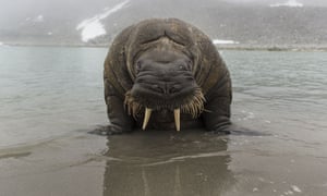 Roy Mangersnes says: "The Walrus showed a facial expression that should be impossible not to read, obviously not happy with the photographers lack of response to his attemts to communicate." Walrus seemingly poses for the camera, Svalbard, Norway - 11 Aug 2014 F