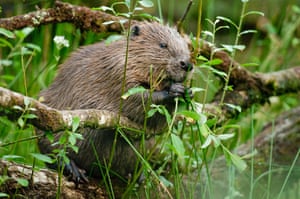 Photograph taken as part of documenting the Devon Beaver Project for Devon Wildlife Trust