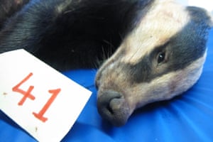 The dead badger found with rifle shot wounds to it's abdomen in the area where a badger cull is active. wildlife charity claimed to have found an animal which did not die immediately. Secret World Wildlife Rescue, in Somerset, has examined so-called badger 41 after it was brought to them from the nearby cull zone last week. The charity said X-rays and a post mortem revealed that the animal, which was found at 2.30am by protesters near Sampford Brett on September 15, was thought to have been shot by contractors in the area.  From initial veterinary examination including x-rays it was evident that the badger had an obvious rifle shot wound to its abdomen that had forced its intestines through its abdominal wall,  a spokesman for the charity said.  The shot had clearly not been on target and would, in the opinion of our consultant veterinary surgeon, Dr Elizabeth Mullineaux MRCVS, have been unlikely to result in the badger s immediate death
