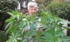 BBC Two - Life in a Cottage Garden with Carol Klein ... Radio phone-in faux pas | Television & radio | The Guardian