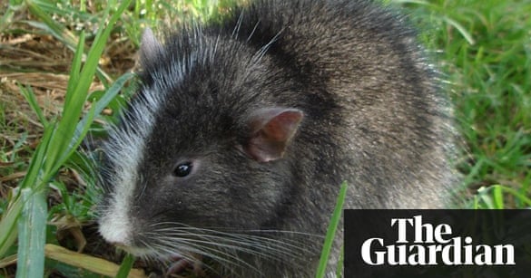 cat switch network best 6 shadows sized in chinchilla of found alive cat 'Extinct' cat switch network best 6 shadows sized in chinchilla of found alive cat 'Extinct'