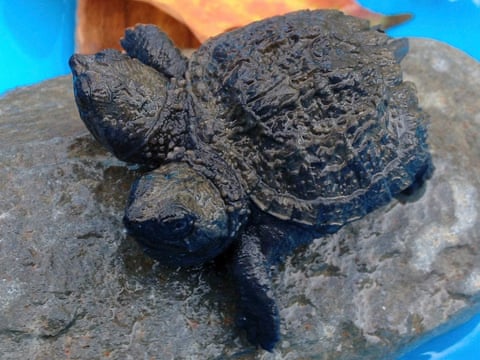 Two-headed snapping turtle Frank and Stein