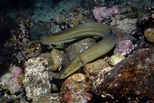 European eel (Anguilla Anguilla) Widespread declines have been found and the species is now critically endangered. Development of rivers have blocked migration routes and overfishing and disease have also hit numbers.
