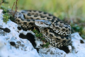 Snakes - e.g. Meadow viper, Asp viper, Western whipsnake (depends which one WWF provide) Eight populations of snake across the UK, France and Italy have declined by over 50% from 1990-2009. The exact cause is unknown but it is likely to be a combination of factors including habitat degradation and loss of prey species