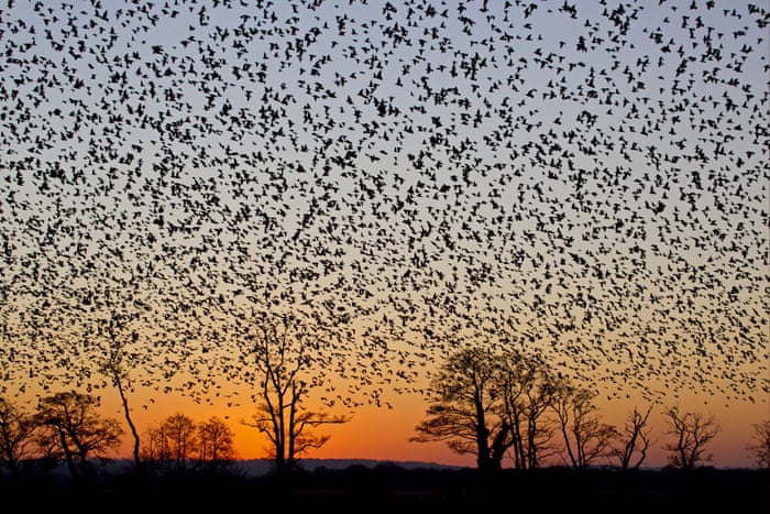 Pigeons Flocking Passenger Pigeon Flying