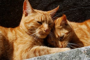 Jackie Morris Cat: 10 cats