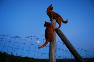 Jackie Morris Cat: 11 cats