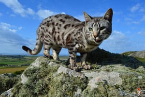 Jackie Morris Cat: 16 cats