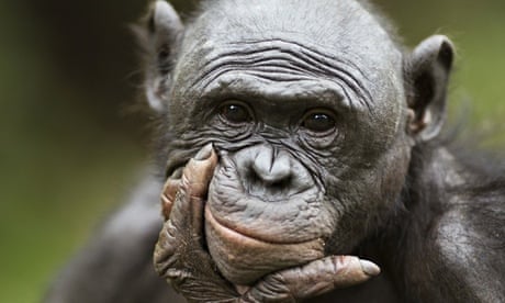 Watching apes could help make humans behave more sustainably | Behaviour |  The Guardian
