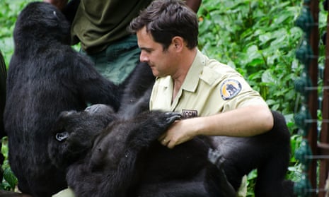 Emmanuel de Merode sitting next to a gorilla, with one on his lap