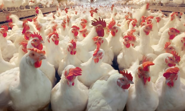 Chicken and other animals in factory farms are frequently fed levels of antibiotics that experts say could encourage dangerous resistance. 