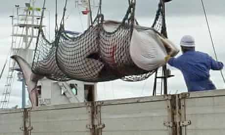 A minke whale is unloaded at a port in Kushiro