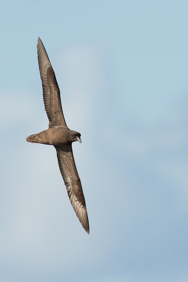 Adult Mascarene petrel, (Pseudobulweria aterrima). This species is critically endangered.