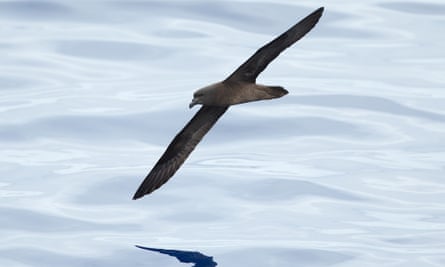 Adult Mascarene petrel, (Pseudobulweria aterrima) south of Réunion Island. This species is critically endangered.