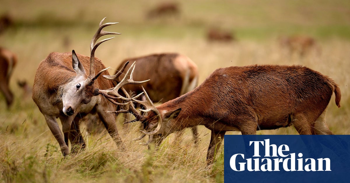 The Week In Wildlife In Pictures Environment The Guardian