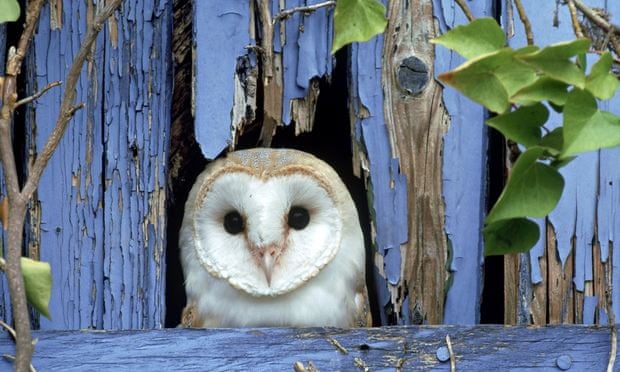 Operation Owl Boxes Help Save These Beautiful Bellwethers Of