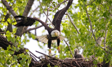 A bald eagle flies from its nest as an eaglet looks on, Tuesday, April 17, 2012, at Gray's Lake Park in Des Moines, Iowa.   (AP Photo/Charlie Neibergall)
