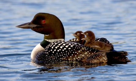 Common Loon (Gavia immer) with downy young riding on back, in a Matanuska Valley lake. Alaska
