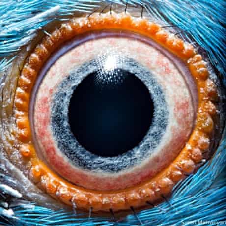 Eyeballed Suren Manvelyan S Eerie Animal Close Ups Are Judging