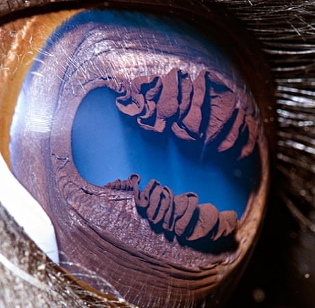 Eyeballed Suren Manvelyan S Eerie Animal Close Ups Are Judging