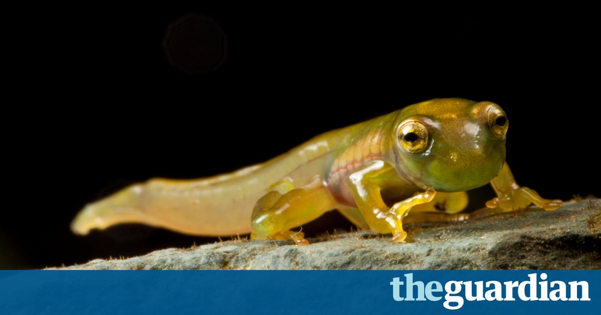Lost Frogs Finding The World S Rarest Amphibians In