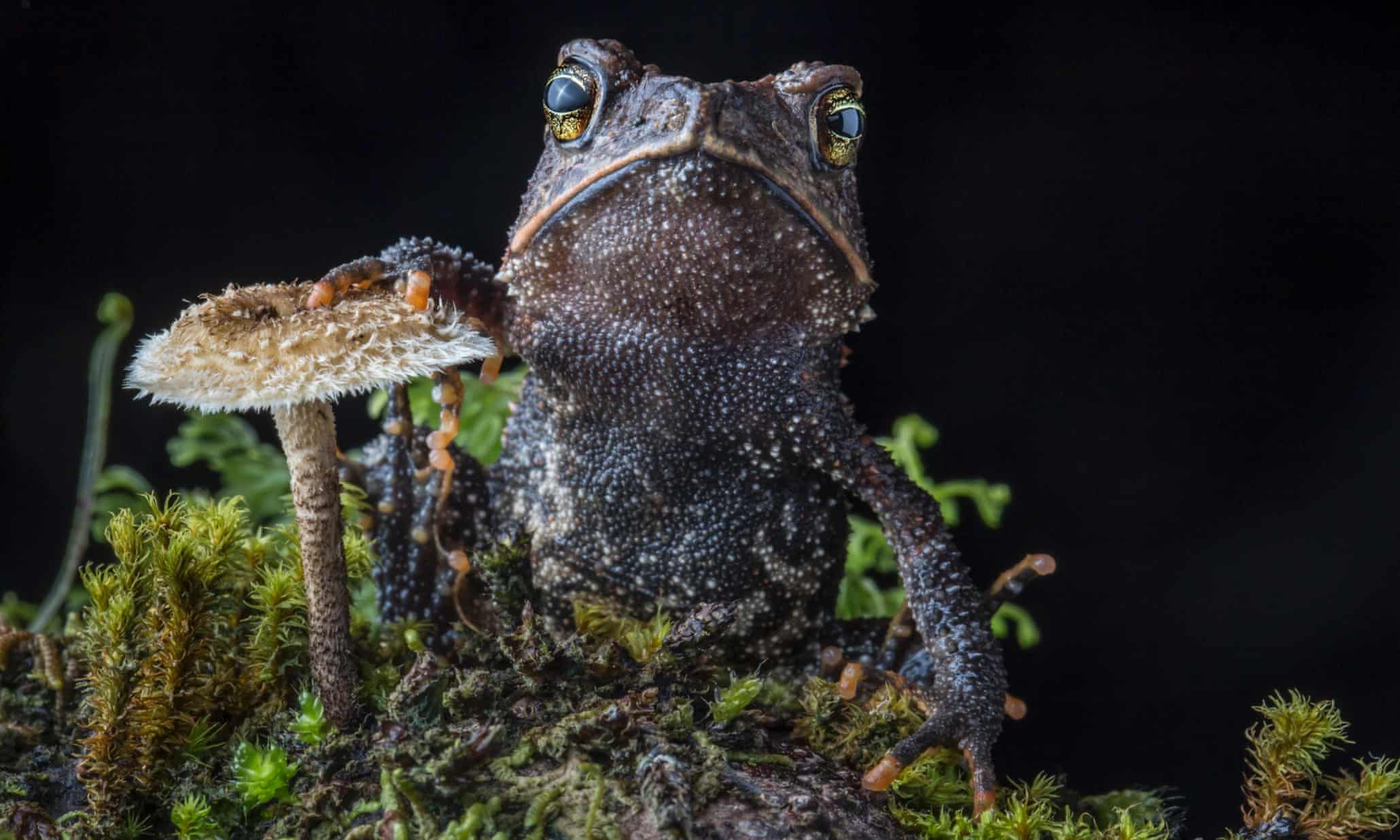 Lost frogs: finding the world's rarest amphibians – in pictures