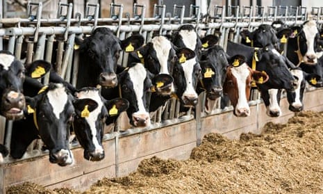 The Guardian view on milk prices: dairy farmers are being driven out of ...