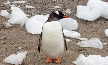 Antarctic: penguin