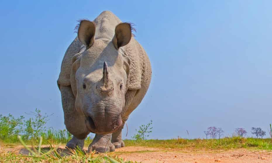 Endangered one-horned rhino