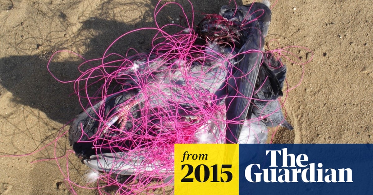 Uttarayan: concerns over bird fatalities during kite festival in India |  Birds | The Guardian