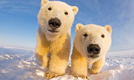 young polar bears alaska
