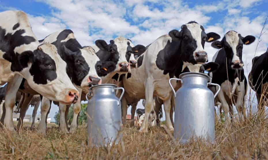 Cows standing by milk churns
