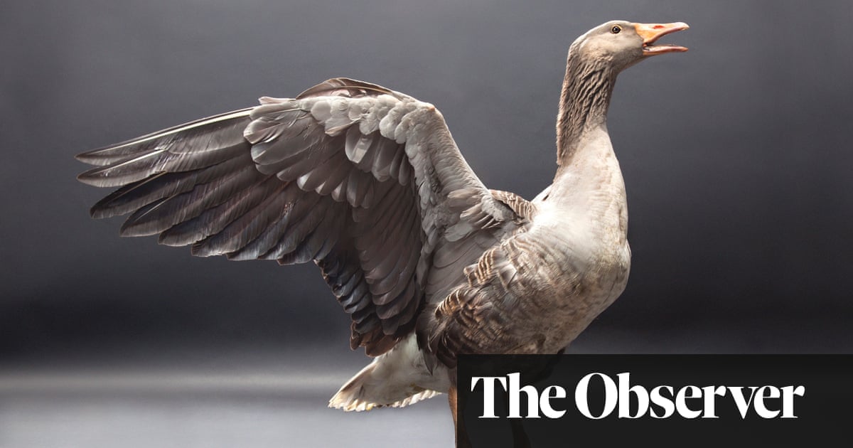 The farmer who makes 'ethical' foie gras | Animal welfare | The Guardian