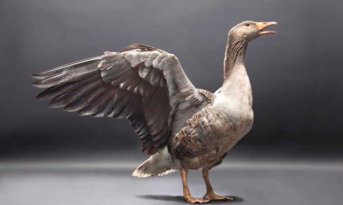 Large Sea Ducks Crossword