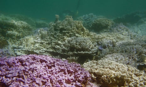 This 2014 photo provided by the National Oceanic and Atmospheric Administration and the Hawaii Institute of Marine Biology shows bleached coral at Lisianski Island in the Papahanaumokuakea Marine National Monument. The pale coral is bleached due to thermal stress, while the lavender-colored coral is healthy.