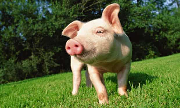 A piglet on grass
