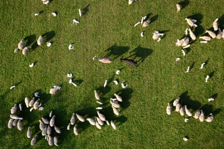 Two goats walk through a flock of sheep, northern Italy.