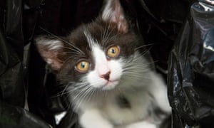 Cats Take Centre Stage At Perth S First Internet Cat Video