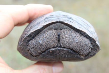 A baby giant tortoise from Pinzon