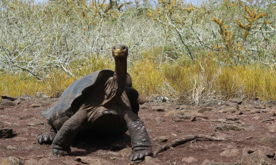 A giant tortoise on the Galapagos island of Pinzon