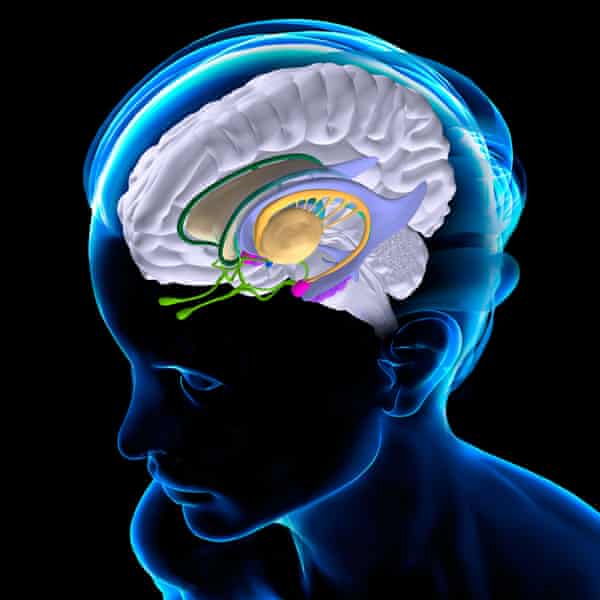 Why The Modern World Is Bad For Your Brain Neuroscience The Guardian Why The Modern World Is Bad For Your Brain Neuroscience The Guardian