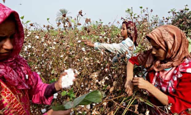 Egyptian cotton harvest