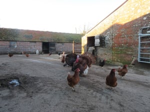 Farmyard with turkeys