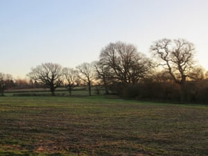 landscape with oaks