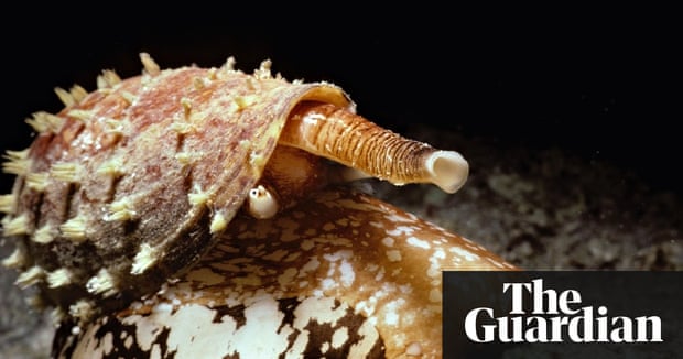 crab guardian recipes sea prey Deadly its make uses snail insulin to weaponised crab guardian recipes sea prey Deadly its make uses snail insulin to weaponised