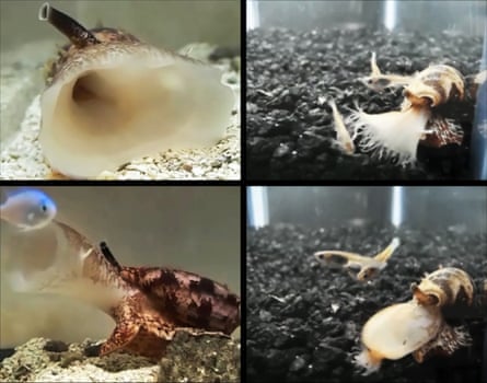 A geographic cone snail, Conus geographus, attacking a fish